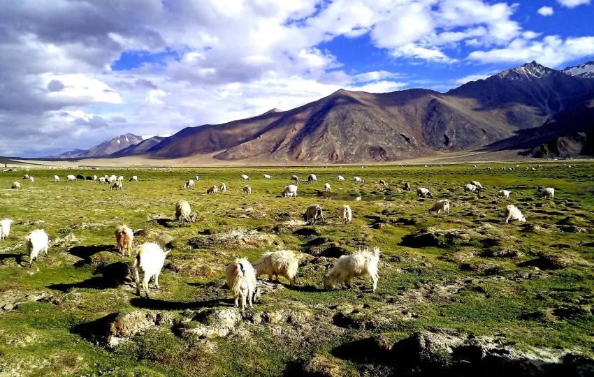 Ladakh-G8