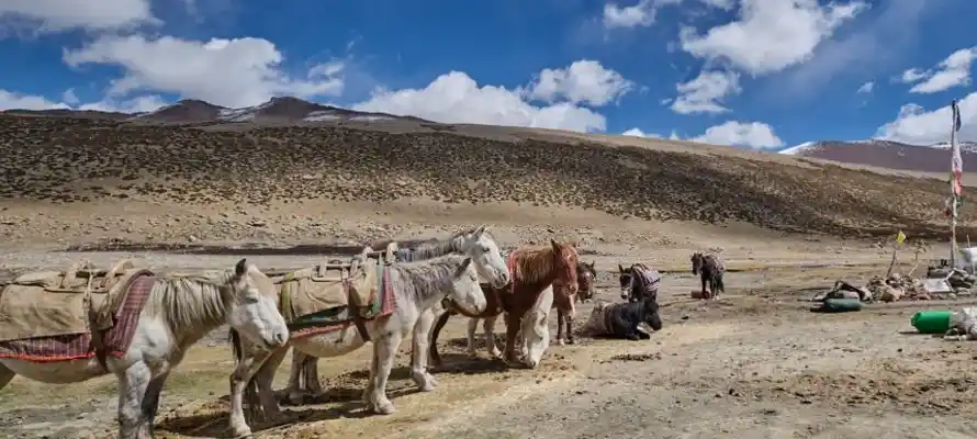 Hemis_National_Park,_Ladakh