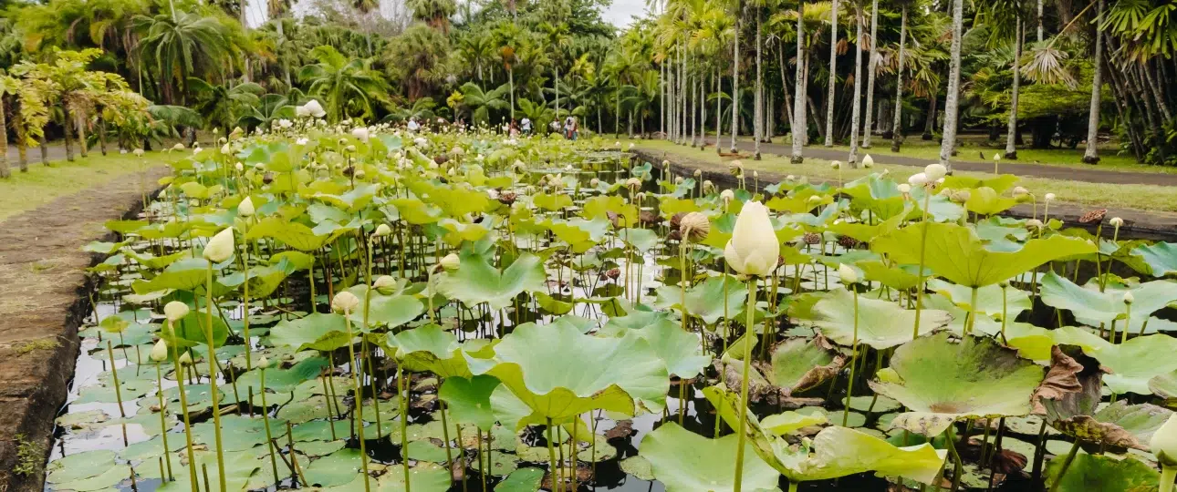 Pamplemousse Botanical Garden - Dazonn Travels