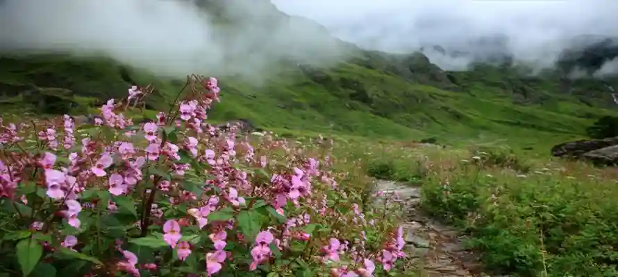 Valley-of-Flowers-National-Park - dazonntravels