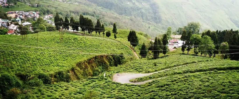 Tea Plantations