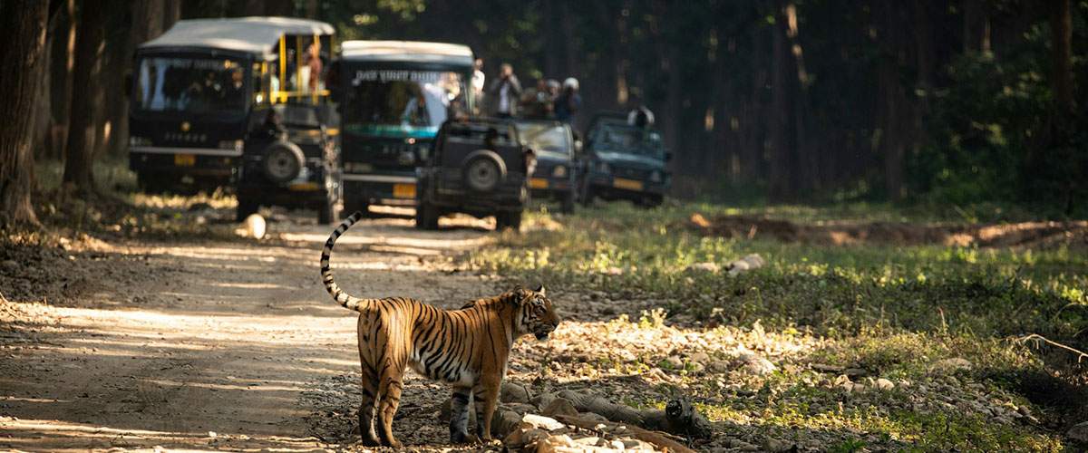 Jim Corbett National Park