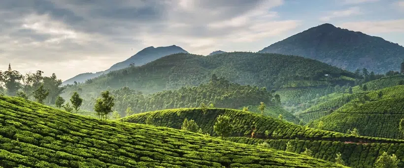 Munnar, Kerala
