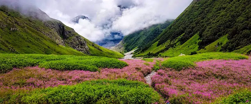 Valley of Flowers