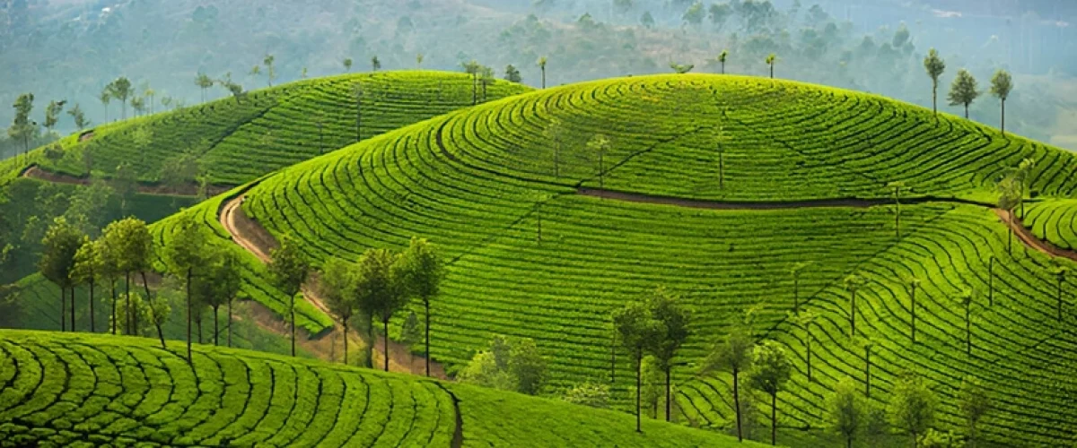 Happy-Valley-Tea-Estate