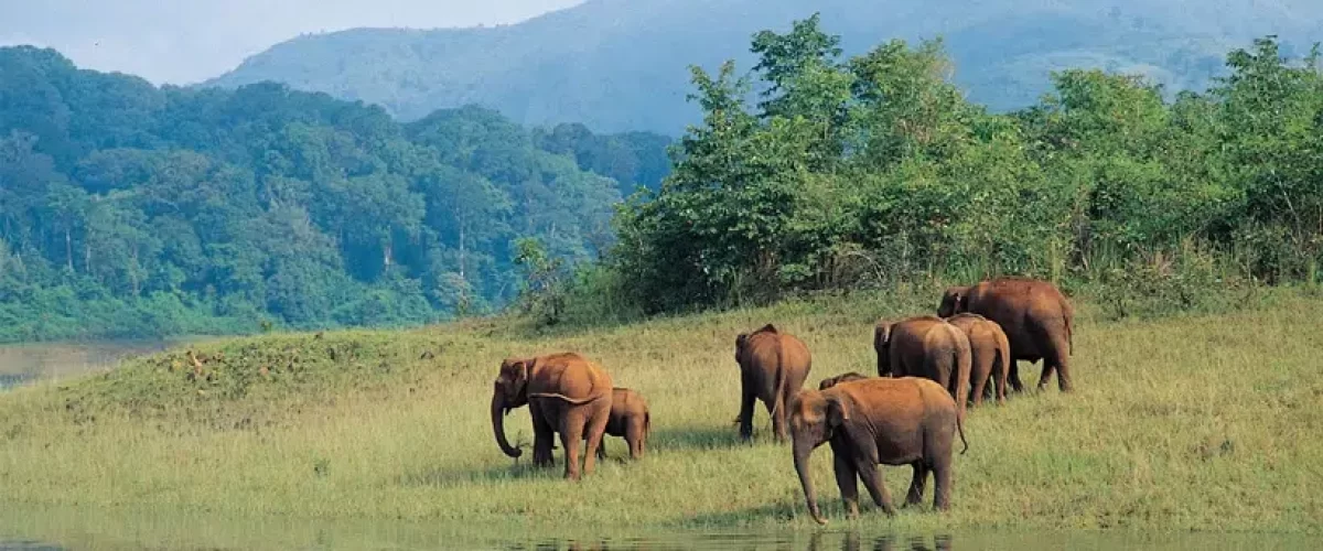 Thekkady Wildlife Sanctuary